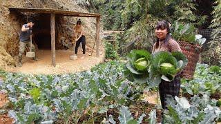 Harvesting cauliflower, building wild pig shelters, the process of domesticating wild pigs