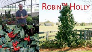 Robin™ Holly - Fast Growing Screening Plant