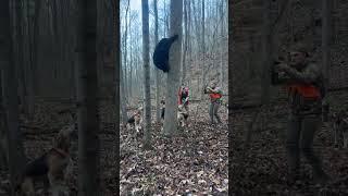 Black Bear Hunting with Hounds! #Jesus #GrayGang