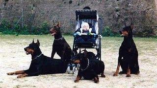 Doberman Dog Protects Babies and Kids Compilation  Ultimate Protection Dogs