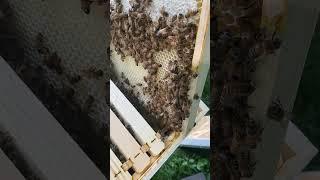 Checking in on the bees #bee #beekeeping