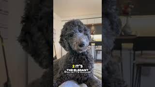 Can You Guess The Smartest Dog Breed? 