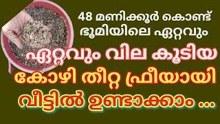 എല്ലാ ദിവസവും കോഴികൾ മുട്ട ഇടണോ ? ഈ തീറ്റ കൊടുത്താൽ മതി :/black soldier Lava / law cost poultry feed