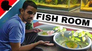 Breeding 100's of Tropical Fish In My Fish Room *Tour*