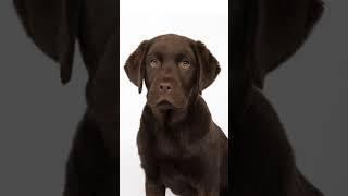 Cute Brown Colour Dog Moments You’ll Love! #BrownDog #CuteDogs #DogMoments #DogLovers #PuppyLove