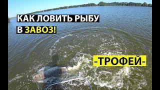 Ловим в завоз. Поймали монстра.