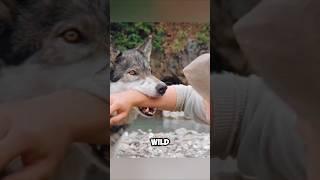 This Wolf Saves The Boy's Life#shorts #movierecap #viralshorts #trendingshorts #viral