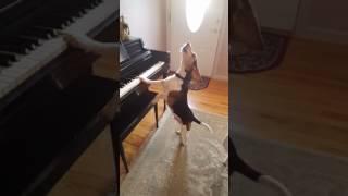 Buddy Mercury Sings! Funny and cute beagle who plays piano!