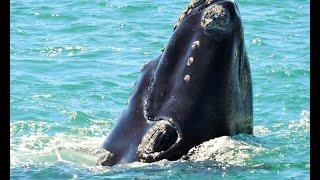 Whale Watching on the Ivanhoe Sea Safari in Gansbaai - [SOUTH-AFRICA]