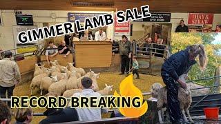 RECORD BREAKING!!! Selling our Gimmer Lambs !!