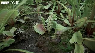 The Venus Flytrap’s Deadly Speed | Natural Born Killers | BBC Earth