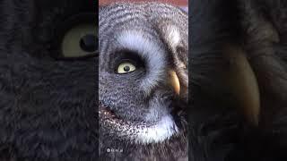 why does an owl see at night