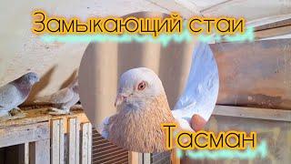 Замыкающий стаи Тасман винтовой. Голуби КЗ Талдыкорган. #pigeon #голуби