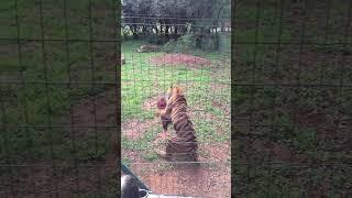 Tigers jumps to catch their lunch  #animals #tigers #slowmotion #rescue #impressive