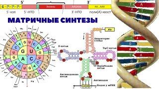 МАТРИЧНЫЕ СИНТЕЗЫ – репликация, транскрипция, трансляция. ОБЩАЯ БИОХИМИЯ. ЛЕКЦИЯ 8