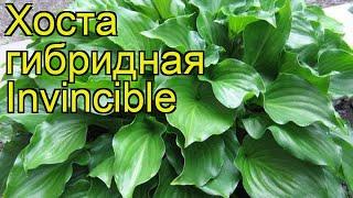 Хоста гибридная Инвинсибл. Краткий обзор, описание характеристик hosta hybrida Invincible