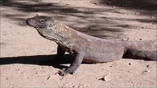 Komodo dragons