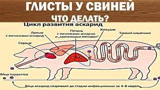 Лечение Глистов у Свиней