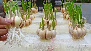 Tips to grow garlic in water bottles, get lots of roots and quickly harvest