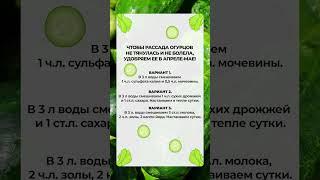 Удобрение для РАССАДЫ ОГУРЦОВ в АПРЕЛЕ-МАЕ, чтобы не болела! #огород #сад #огурцы