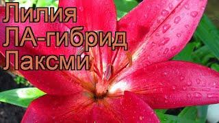 Лилия ла-гибрид Лаксми (lilium la-hybrid laksmi)  Лаксми обзор: как сажать, луковицы лилии Лаксми