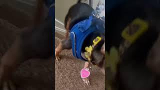 Scooby the Chihuahua Runs up the Stairs to Greet me! #chihuahua #dog #dogs #dogvideos #funnydog
