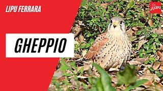 Lipu Ferrara - Il Gheppio: un nuovo visitatore