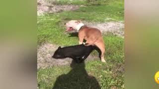 Dog mating pig successful in log time || Amazing Dog mating with other animals