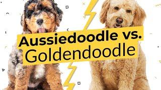 Aussiedoodle vs. Goldendoodle - What's The Difference? 