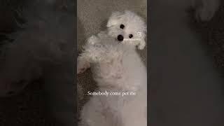 Belly rubs please?#maltipoo #shorts