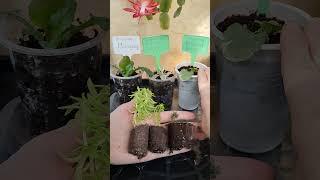 Получила черенки, укоренённые в таблетках. Что делать?