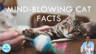10 Cat Facts That Will Blow Your Mind