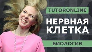 Биология| Подготовка к ЕГЭ. Нервная клетка