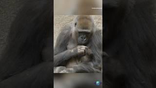 Meet Joanne: The Miracle Baby Gorilla