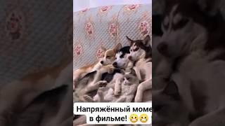 Напряженный Момент В Фильме  Дружная Семейка️