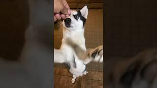 When your dog really loves treats 