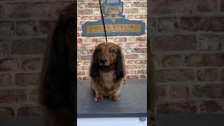 Doggy Daily Episode 332: Woody the Miniature Dachshund #dachshund #miniaturedachshund #doggrooming