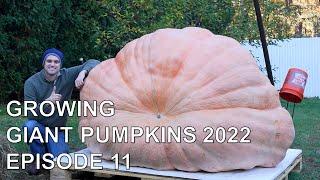 Growing Giant Pumpkins 2022 Episode 11 - Pumpkin Harvest