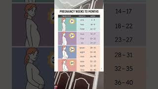 Pregnancy weeks to months #medico #meditation #hospital #doctor #nursing #shorts