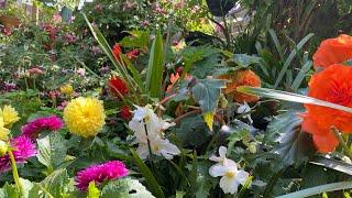 DAHLIAS in Pots, Geraniums Pelargonium Begonia in my garden in LONDON