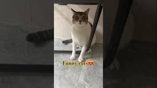 what are you doing#funny #pets #catcomedy #catvideos #cat#catshorts #funnyanimal #catlover#funnycat