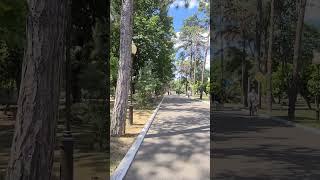 Спасает аллея 1000 сосен.Горячий Ключ.28.06.2024г