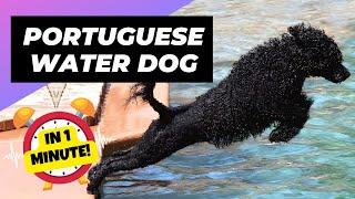 Portuguese Water Dog - In 1 Minute!  One Of The Most Expensive Dog Breeds In The World