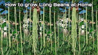 Growing Long Beans from Seeds at Home / Easy for Beginners