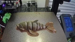 flexi dolphin 1 time-lapse