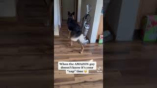 German Shepherd TALKS to AMAZON guy