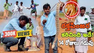 రక్త పజర పాము కరిచింది Indian Russell's viper Snake bite venomous rescue lo Gonegandla {9966333589}