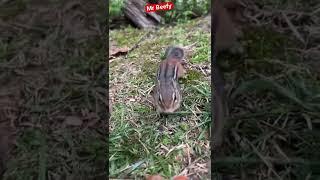 Mr Beefy you have to learn to fill the cheeks #shorts #chipmunks #cute #cuteanimals #mrbeefy