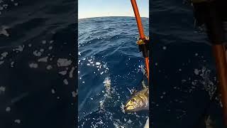 #Fishing #FishingFanatics #EpicCatch