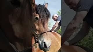 RETIRED NYC CARRIAGE HORSE get LOTS OF LOVE  